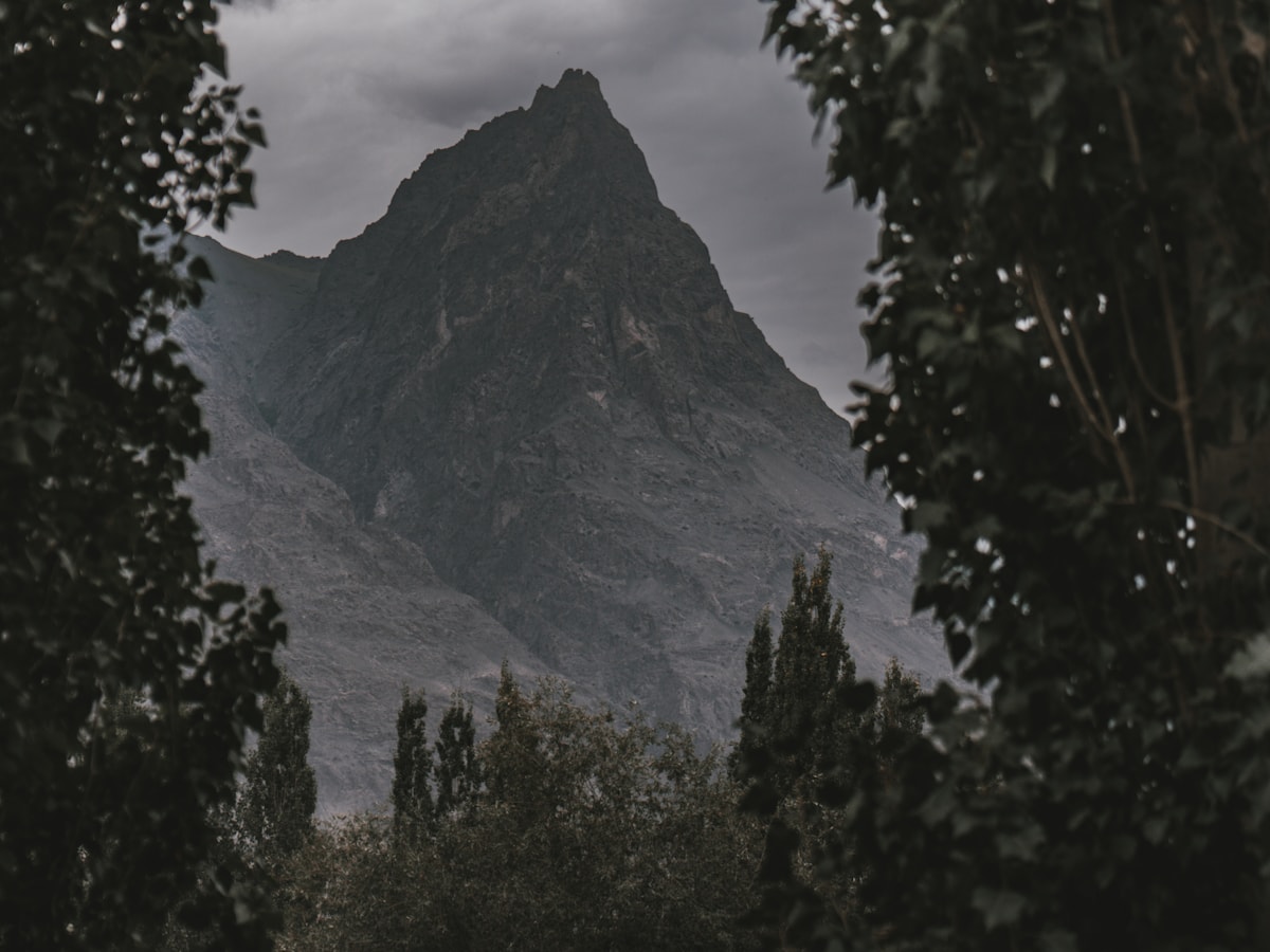 Through the trees