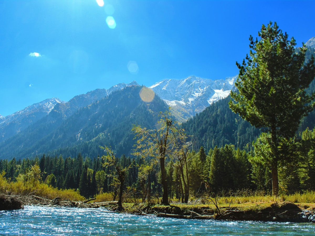 Pines above the valley